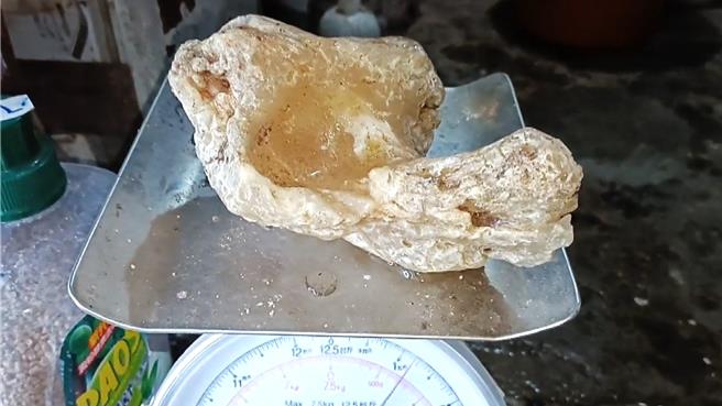 疑似龙涎香的石块，表面光滑、触感滑腻，燃烧后融化牵丝且散发淡淡香气。（林国文提供／萧嘉蕙台东传真）