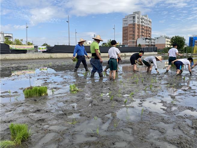 台中市大里区农会20日在草湖市民农园旁的食农教育体验园区举办「作伙种稻作业」活动。（大里农会提供／冯惠宜台中传真）