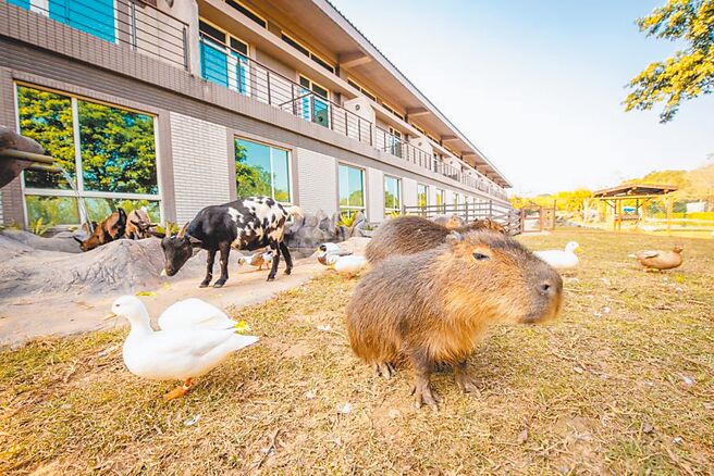 不用衝到高雄看「黄色小鸭」，六福庄就有超萌柯尔鸭。（六福村提供）