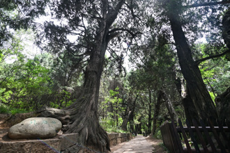 秦始皇修建「高速公路」 下令兩旁必種樹 竟有大作用