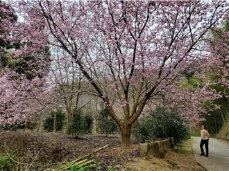 古坑草岭疗癒基地拟开联外道路 以「云南一日游」路线为目标