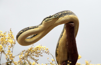 巨蟒倒吊吞袋貂 上演反重力捕食秀 惊人影片曝