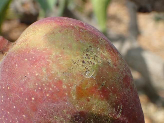目前屏东地区的芒果开始进入盛花期及小果期，但经高雄农改场研究人员监测发现，蓟马及叶蝉等2类害虫密度逐渐升高。（高雄农改场提供／谢佳潾屏东传真）