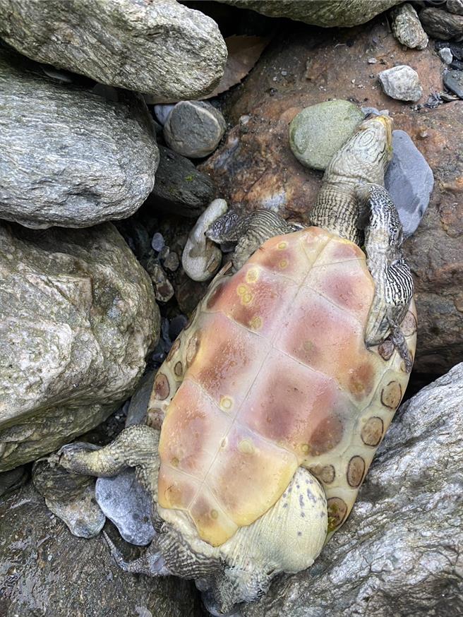宜兰县玩水秘境武荖坑风景区，日前有网友发现溪床上有多只乌龟奄奄一息样。（极地救援联盟顏先生提供／吴佩蓉宜兰传真）