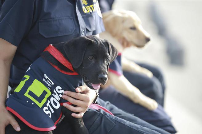 缉毒犬宝宝开学了，关务署3月起举办14场行为课程。（图／财政部）
