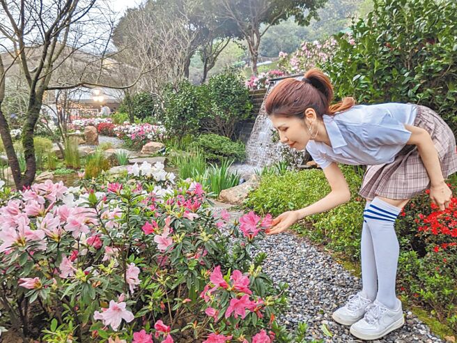 2024萬金杜鵑花展將在22日登場，展區共有1.5公頃，在萬里觀光公園及瑪鋉運動公園熱鬧開展。（新北市農業局提供／柯毓庭新北傳真）