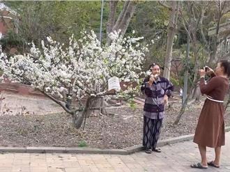 花壇虎山巖花季到 芬園黃金大道絢麗奪目