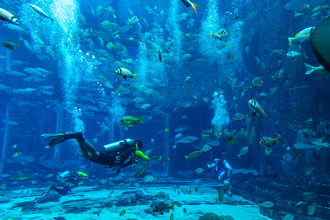 海洋館潛水員雙手舉高沉池底 遊客喊假人 10分鐘後悲劇了