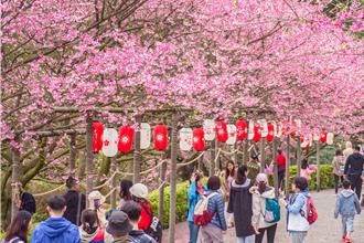 日赏花、夜赏灯  南北星级饭店推特色住房抢观光财