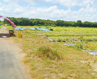 樹砍太多 台南綠能園區環評沒過