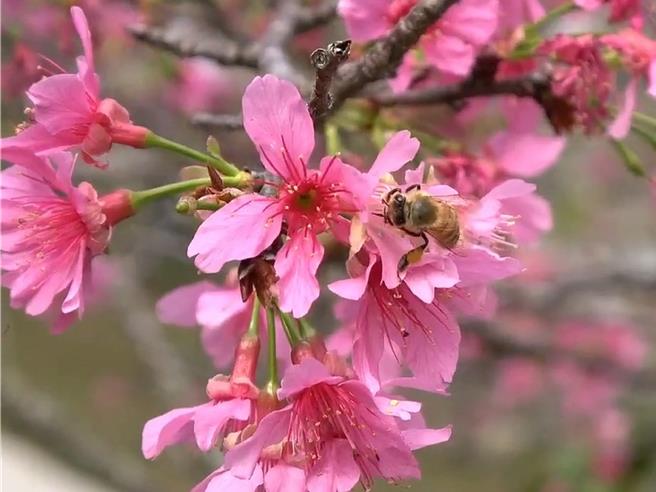 彰化縣花壇鄉虎山巖在時序入春後百花齊放，正是賞花的好時機。（孫英哲攝）