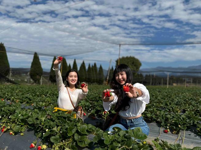 Pinko与苗栗的Lofi Land自然圈农场推出单日游的草莓体验活动，可从「幸福花」草莓园採摘。（古明弘摄）