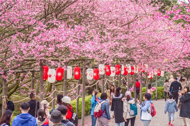淡水天元宫「2024花见樱花季」正式开跑，天元宫后山的三色樱几近满开，吸引许多游客前往赏樱。(将捷金郁金香酒店提供)