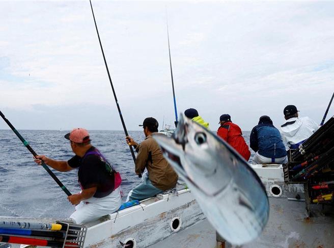 日本高知县渔民捕捞鲔鱼。（图／路透社）