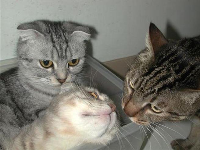 新北市8间动物之家收容各有特色的猫咪。（新北市动保处提供）