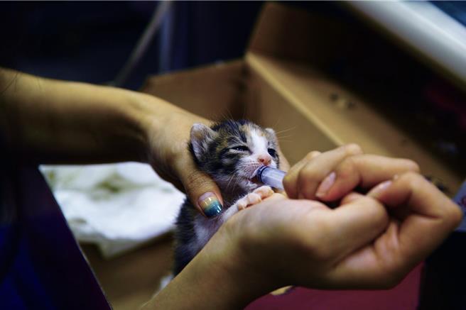 动物之家收容刚出生需要喂奶的小猫。（新北市动保处提供）