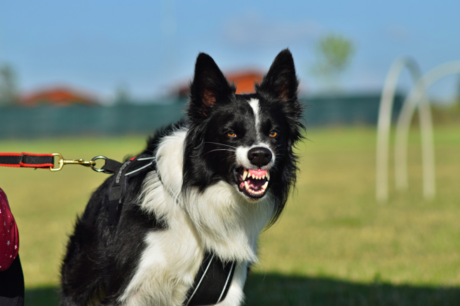 一名女網友透露，騎車下班時被路邊竄出、沒牽繩的大黑狗嚇到摔車，傷勢嚴重到站不起來，但飼主卻堅持只是小傷，拿出1000元就要和解，還嗆她是跟狗計較的婊子，讓網友全都超憤怒。（示意圖：shutterstock／達志）