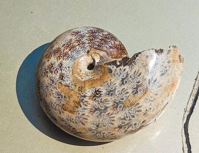 近日墾丁國家公園管理處邀請素有化石達人之稱的楊慶鴻開設「品頭論足-頭足類化石」特展，透過上百件收藏品帶領大家探索前寒武紀等古代世界。（墾管處提供／謝佳潾屏東傳真）