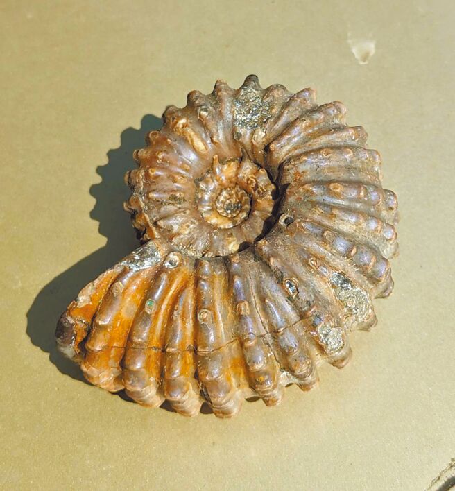 近日墾丁國家公園管理處邀請素有化石達人之稱的楊慶鴻開設「品頭論足-頭足類化石」特展，透過上百件收藏品帶領大家探索前寒武紀等古代世界。（墾管處提供／謝佳潾屏東傳真）