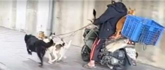 雪橇犬？飼主靠4隻狗拉機車人行道奔跑 警方要開罰