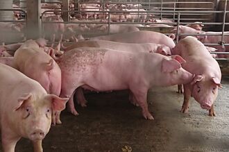 觀念平台－瘦肉精事件 畜產會難辭其咎