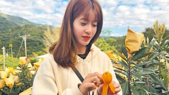 台東 初鹿早收枇杷減產 嘗鮮要趁早