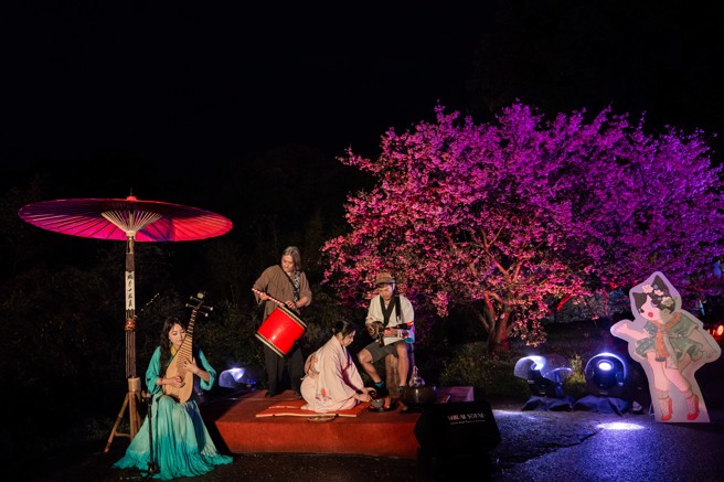 樱花季开幕演出「绽樱茶韵」，琵琶连佩如/三弦曾健裕/打击卢欣民/茶道何诗韵。(新北市政府景观处)
