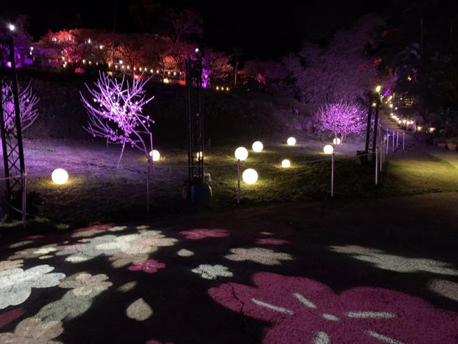 花见樱花季流动莳樱光影。(新北市政府景观处提供)