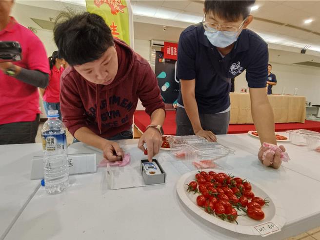 嘉義縣小果番茄評鑑今天舉行，進行甜度檢測。（廖素慧攝）