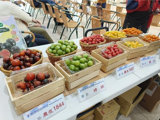 「嘉義縣小果番茄評鑑」活動現場有各種小果番茄展示，色彩繽紛，口感各有風味。（廖素慧攝）