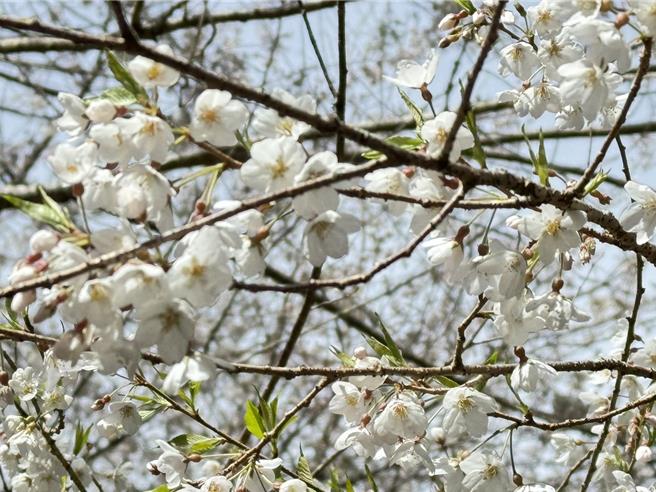 雪白纷飞的雾社樱开始绽放，大雪山国家森林游乐区迎来缤纷多彩的樱花季。（林业自然保育署台中分署提供／陈淑娥台中传真）