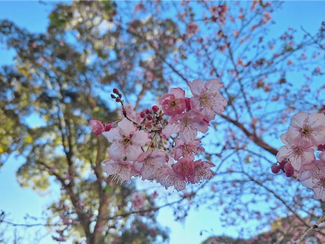 大雪山宾馆前的香水樱花已粉嫩登场。（林业自然保育署台中分署提供／陈淑娥台中传真）