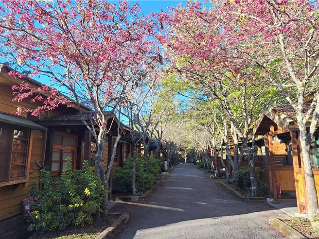 日式和室前山樱花相当美丽。（林业自然保育署台中分署提供／陈淑娥台中传真）