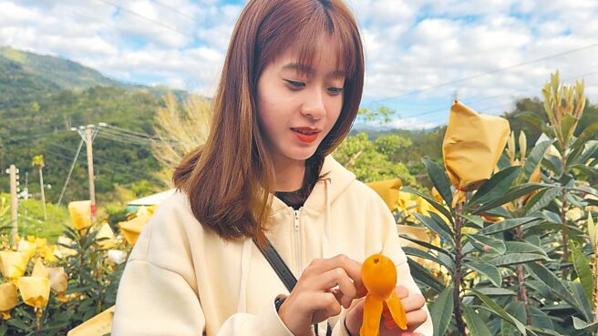 台東縣卑南鄉初鹿村是全台最早採收枇杷產地，今年產量較往年減3成，民眾品嘗後直呼美味多汁。（蔡旻妤攝）