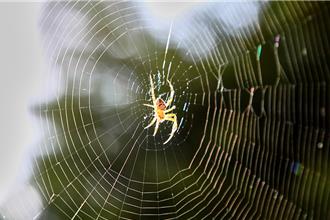 蜘蛛毒液具治疗疾病潜力 巴西研究团队成功合成抗癌物质