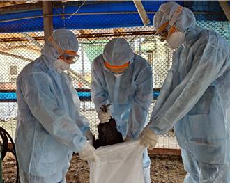 本月第2起！佳里土雞場再傳禽流感 撲殺1萬2794隻