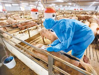 開放承諾當兒戲 美豬查廠掛零