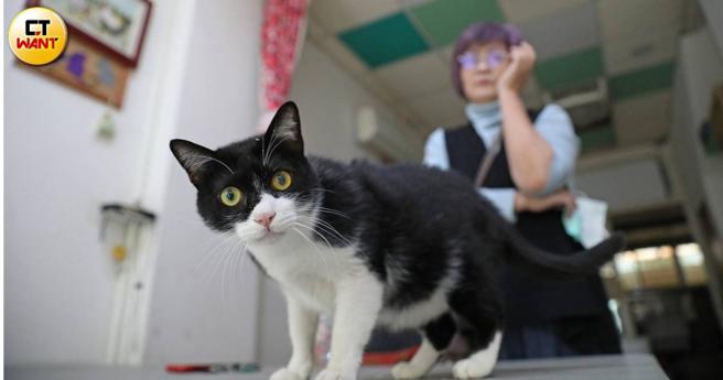 崔美瑛上任以来的10多年间，不仅改善了中圣里的浪猫问题，也让居民学会如何与动物共存。（图／刘耿豪摄）