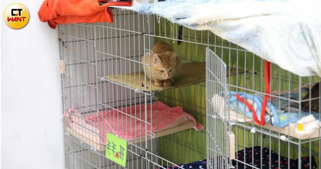崔美瑛将活动中心的閒置空间改装成简单版的浪猫庇护所，让认养不再有距离，也让居民能更直接接触流浪毛孩。（图／刘耿豪摄）