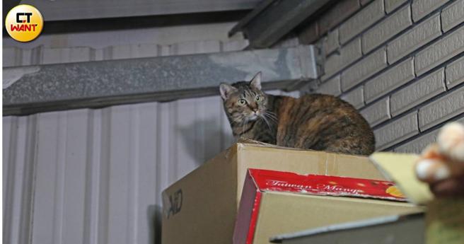 2022年囤貓案女主角荳荳經歷的慘痛貓生，讓崔美瑛至今想起仍心酸不已。（圖／劉耿豪攝）