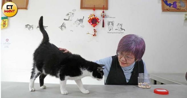 崔美瑛里長除了呼籲各界一起合作推動TNR，也盼望政府能趕緊跟上民間保護動物的腳歩，共創美好環境。（圖／劉耿豪攝）