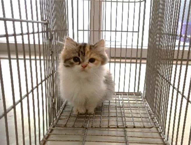 嘉義縣家畜疾病防治所開放民眾網路填單進行貓隻認養抽籤登記，5天逾2.5萬人次登記搶當貓奴，其中一隻布偶貓最多人想認養。（嘉義縣政府提供／呂妍庭嘉義傳真）