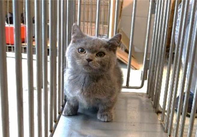 嘉義縣家畜疾病防治所開放民眾網路填單進行貓隻認養抽籤登記，5天逾2.5萬人次登記搶當貓奴，5號的曼赤肯有2760人登記，占10.8％。（嘉義縣政府提供／呂妍庭嘉義傳真）