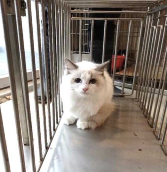 第3名是第11號布偶貓，有2598人登記，占比10.2％。（嘉義縣政府提供／呂妍庭嘉義傳真）