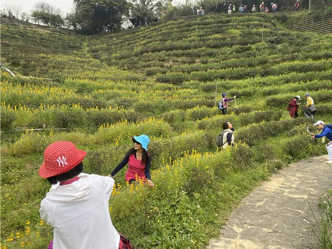 桃园市龙潭鲁冰花季24日开幕，吸引大批游客前来赏花。（蔡明亘摄）