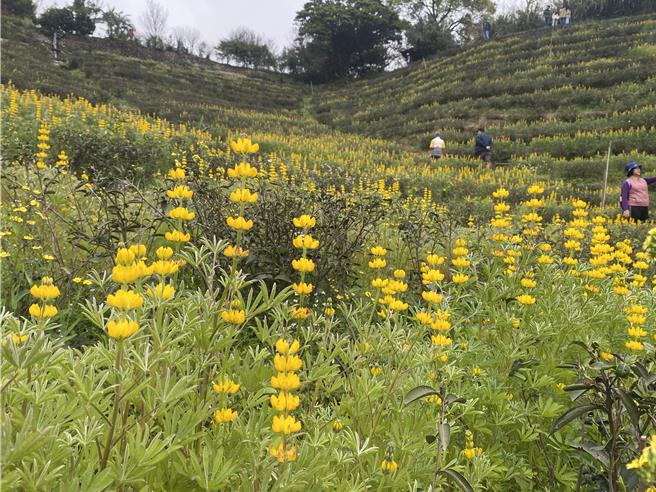 桃园市龙潭鲁冰花季24日开幕，地方预估下周花况最盛开，花期约至3月10日左右。（蔡明亘摄）