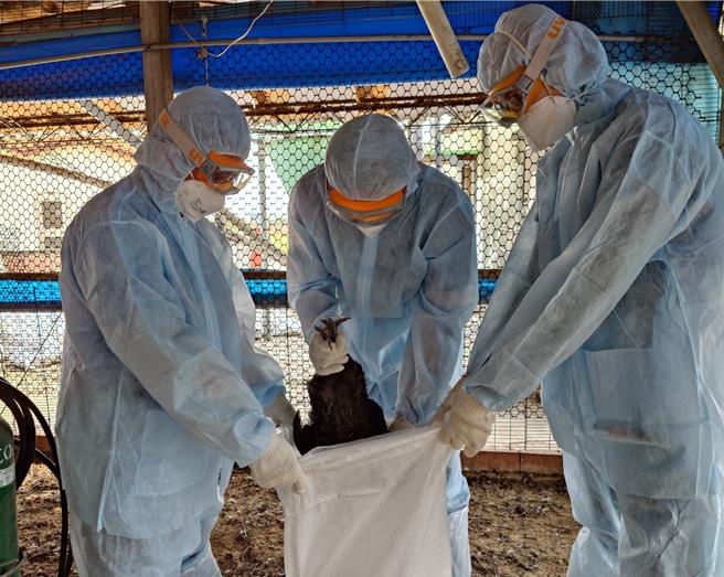 台南市佳里區又傳出土雞場確診禽流感，動物防疫人員至案例場進行雞隻撲殺作業。（台南市政府動保處提供／張毓翎台南傳真）