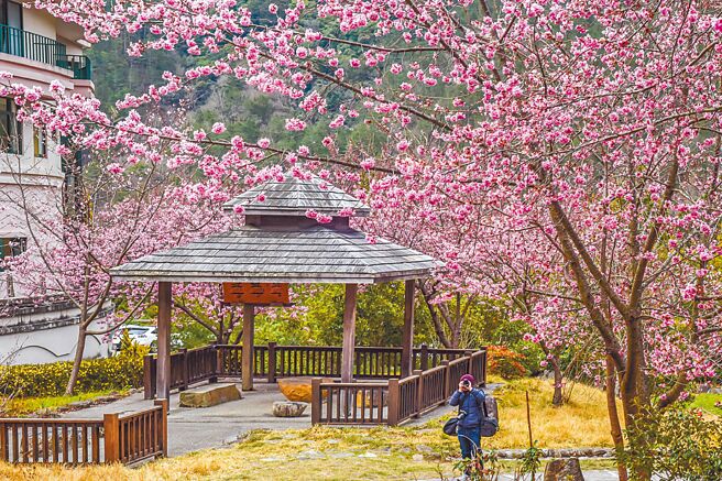 熱門追櫻勝地武陵農場，易遊網推出限量保留房位。（易遊網提供）