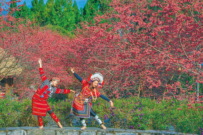 九族櫻花祭安排櫻花鄉情民歌活動。（九族文化村提供）