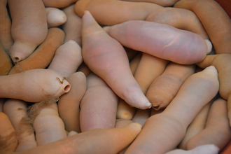 海边涌现大量「阴茎鱼」 400人疯狂抢捞GG了